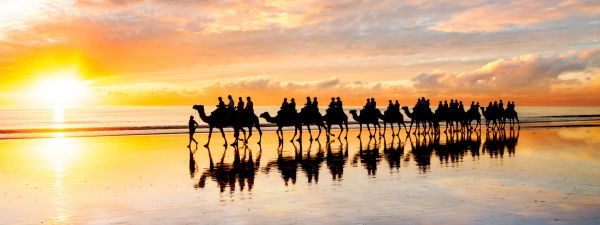 A line of camels walking in shallow ocean at sunset at Cable beach, Broome Western Australia