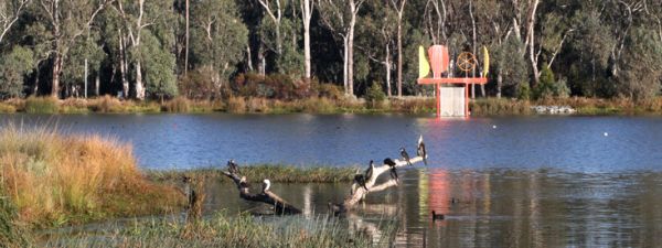 Lake in Shepparton park with birds perched upon a submerged tree branch