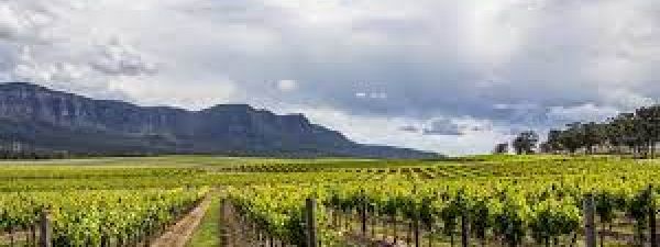 Explore the stunning Hunter Valley wineries with Hunter Valley escorts